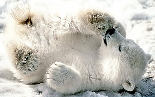 polar bear