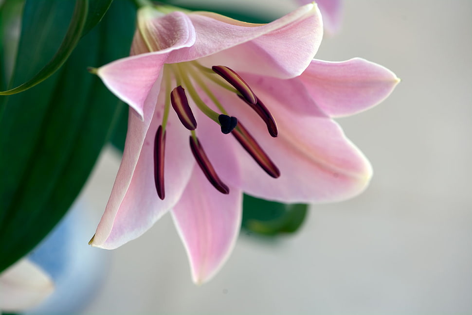 pink lily closeup photography HD wallpaper