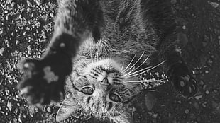 grayscale photo of cat, cat, animals, dark, black