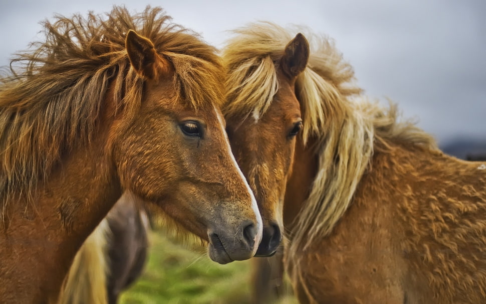 two brown horses HD wallpaper