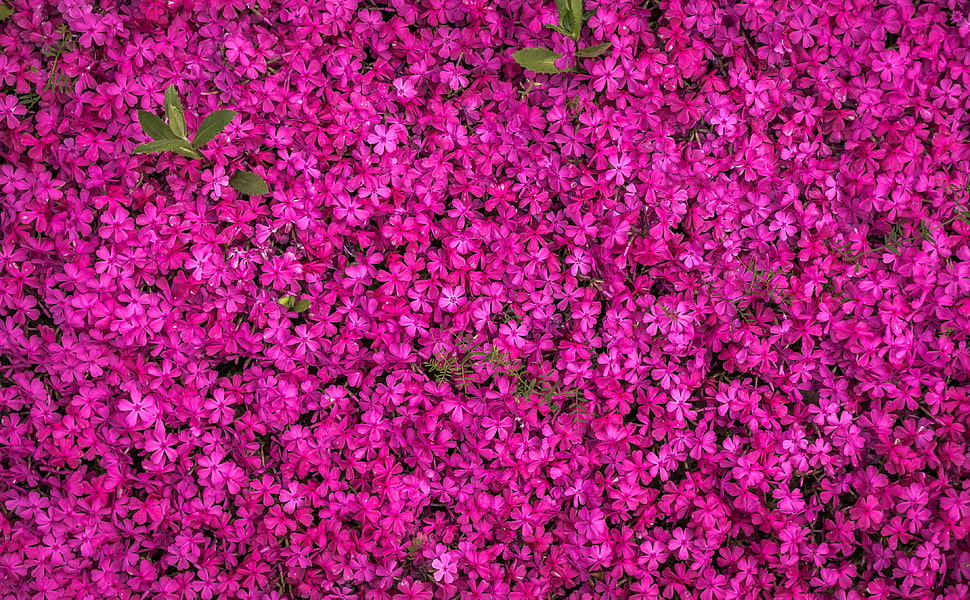 Everglades National Park, Flowers, Bloom, Bright HD wallpaper