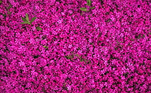 Everglades National Park, Flowers, Bloom, Bright HD wallpaper
