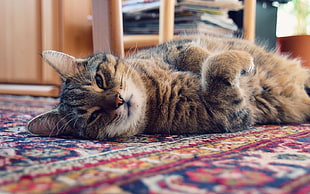 tabby cat laying on rugged floor