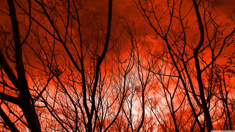 leafless trees, nature, trees, sky, red HD wallpaper