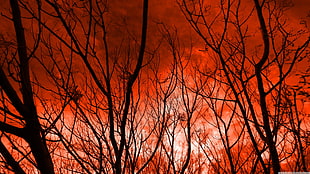 leafless trees, nature, trees, sky, red