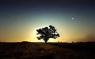 silhouette photo of tree, trees, sky, artwork, nature