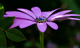 macro photo of purple petaled flower