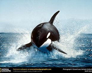 National Geographic shark TV still screenshot, animals, orca, splashes, National Geographic HD wallpaper