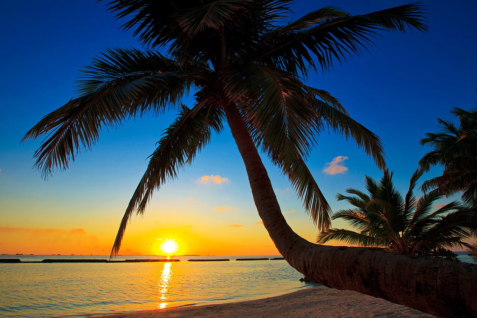 green leafed coconut tree, trees, beach, tropical, landscape HD wallpaper