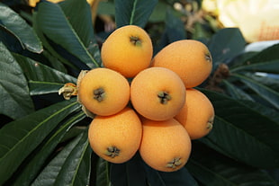 seven orange citrus fruits close-up photography