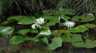 two white water lilies surrounded with lily pads