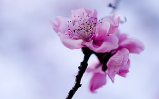 pink Cherry Blossom flower in close-up photography