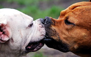 Dog,  Muzzles,  Kiss,  Fight HD wallpaper