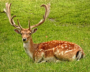photography of brown deer on grass field