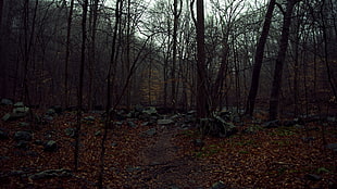 brown bare trees, forest, fall, rock