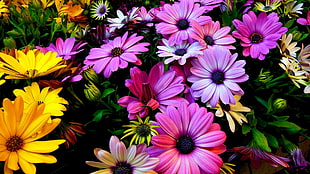 assorted-colored flowers, nature, flowers, colorful, pink HD wallpaper