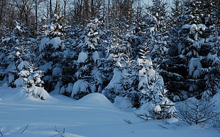 trees during winter season HD wallpaper