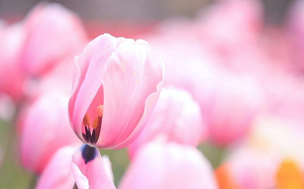 pink tulip in selective focus photography HD wallpaper