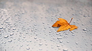 photo of orange leaf on water dew