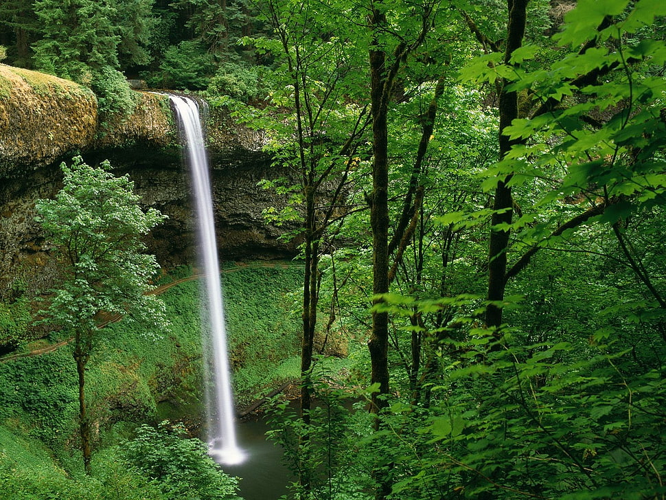 green leafed tree, waterfall, trees, forest HD wallpaper