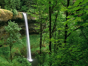 green leafed tree, waterfall, trees, forest