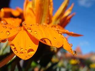 orange petaled flowers with dew drops in closeup photo HD wallpaper