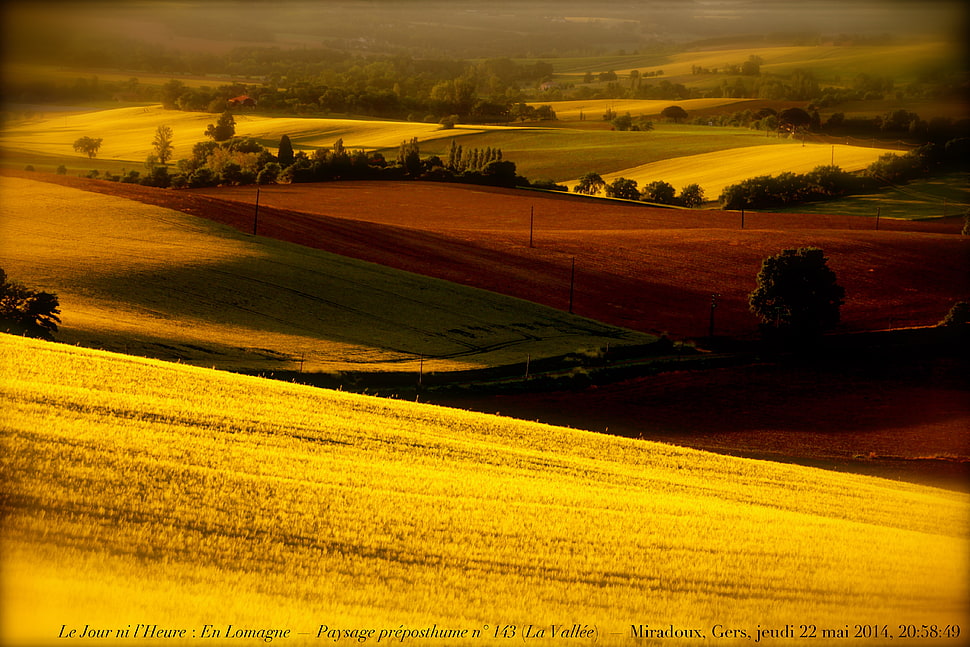 landscape photo of grass field during sunset, miradoux HD wallpaper