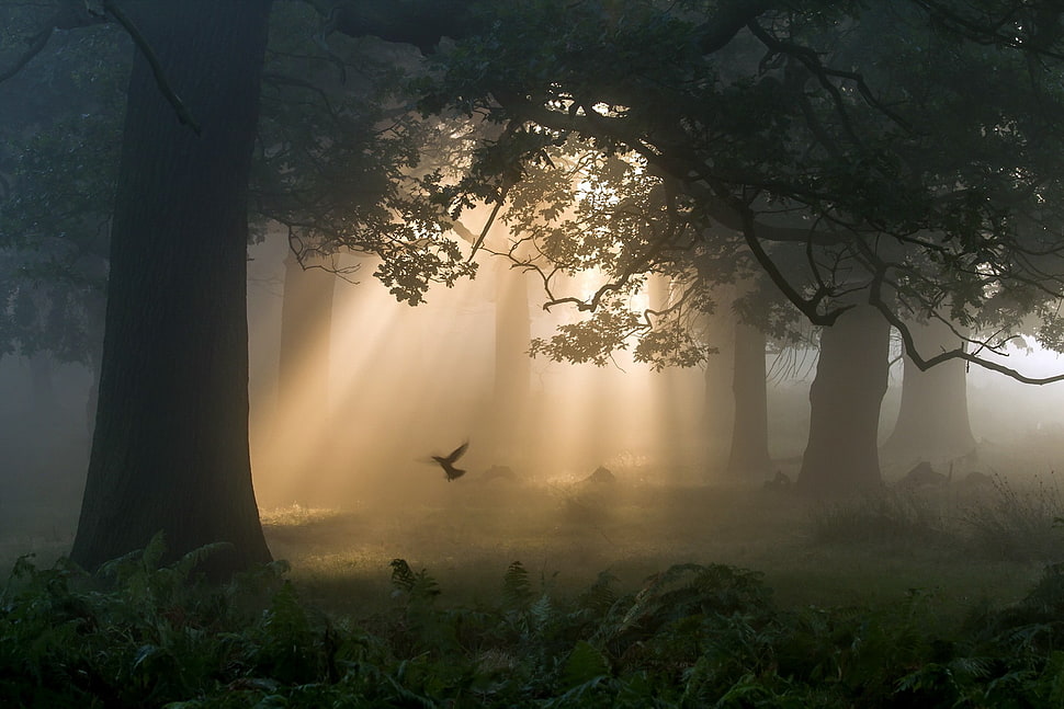 black tree, forest, trees, birds HD wallpaper