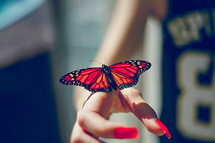 red, black, and orange butterfly HD wallpaper