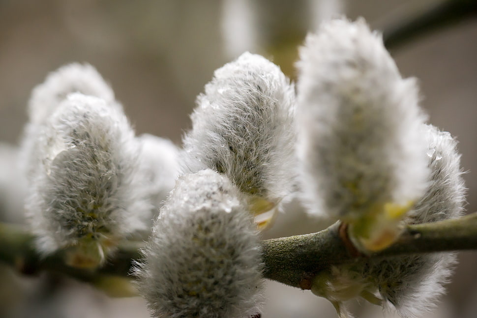 gray flower bud closeup photo HD wallpaper