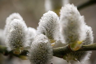 gray flower bud closeup photo HD wallpaper