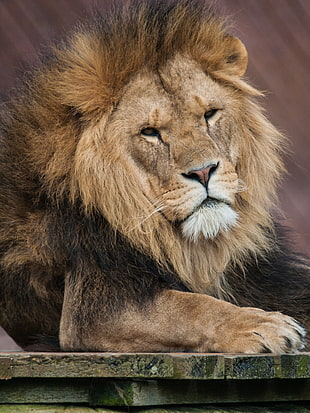 brown lion laying on wooden panel