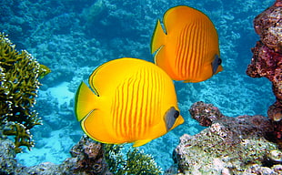 two yellow salt water angel fishes near coral reefs