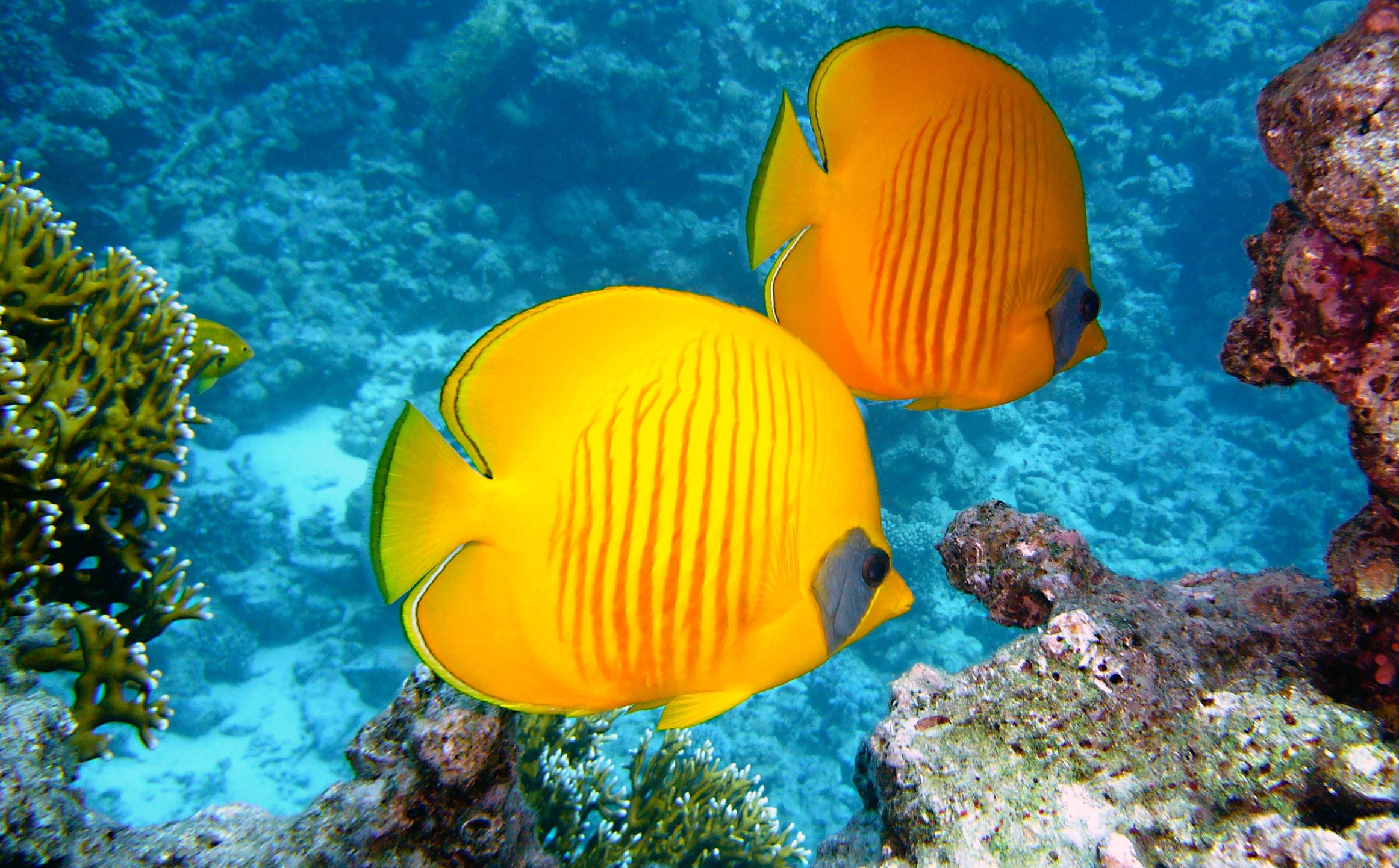 two yellow salt water angel fishes near coral reefs