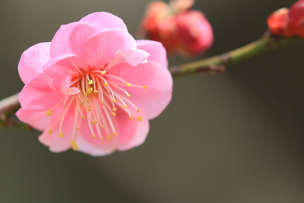 selective focus photography of Cherry Blossom flower HD wallpaper