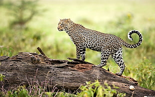 leopard animal, nature, animals, wildlife, log HD wallpaper