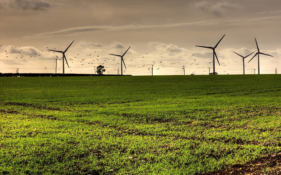 green open field HD wallpaper