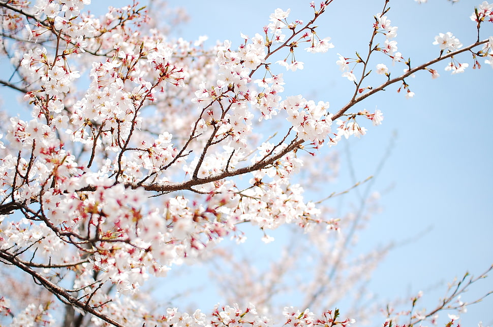 white cherry blossoms tree, flowers, trees, blossoms, nature HD wallpaper