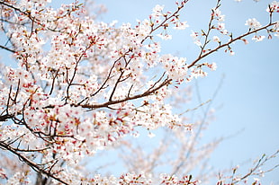 white cherry blossoms tree, flowers, trees, blossoms, nature