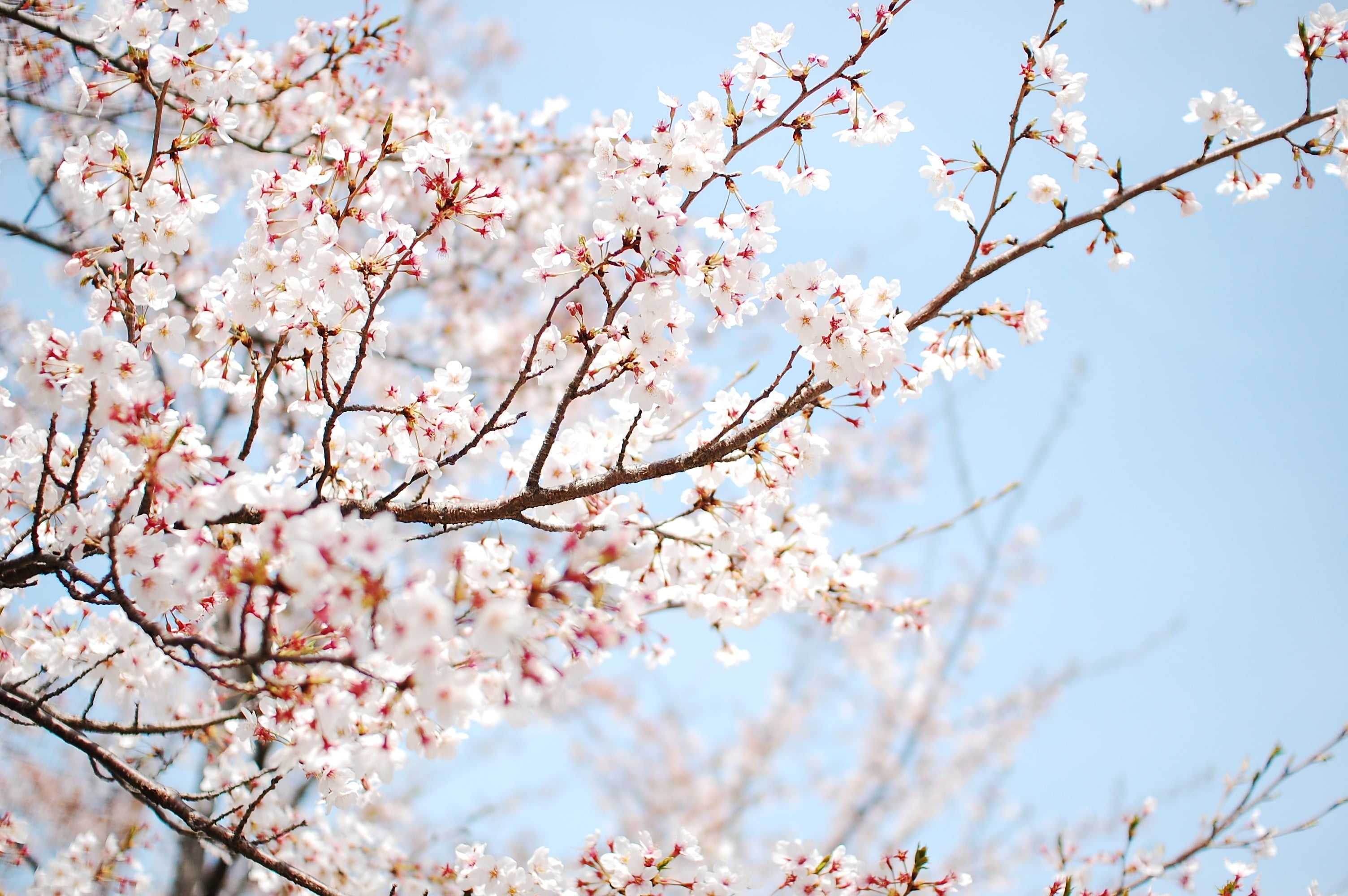 white cherry blossoms tree, flowers, trees, blossoms, nature