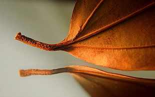 dried leaf close-up photography
