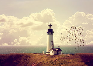 white and black lighthouse, lighthouse, birds
