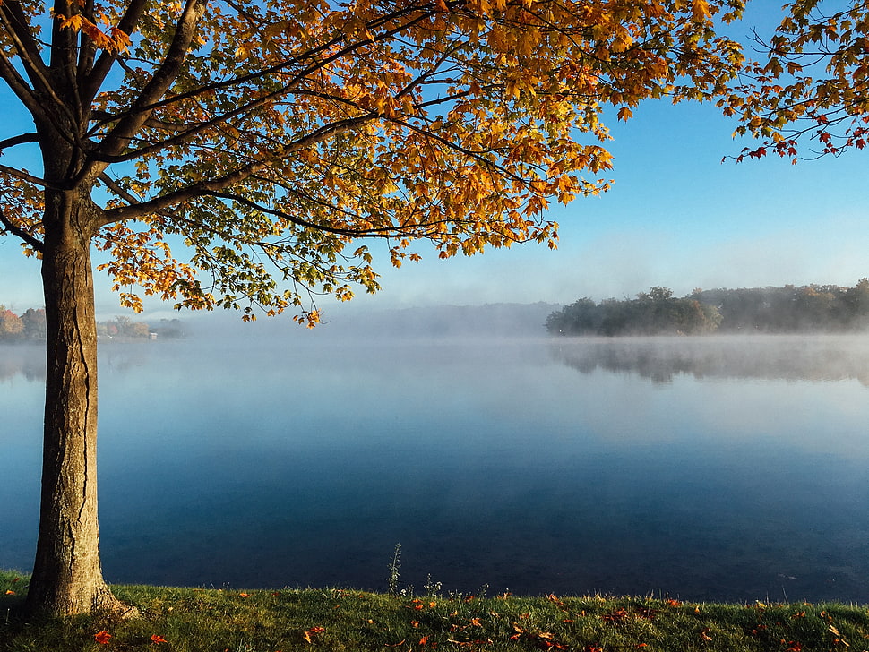 Autumn season during daytime HD wallpaper