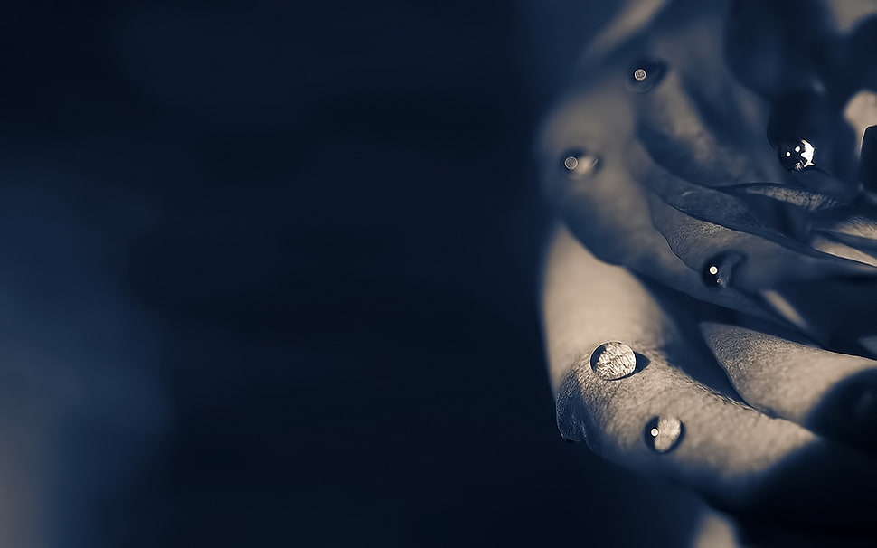 Rose,  Dark,  Shadow,  Drop HD wallpaper