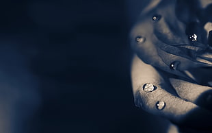 Rose,  Dark,  Shadow,  Drop HD wallpaper