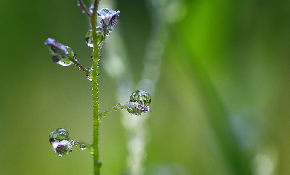 selective focus photography of drops of water on plant HD wallpaper