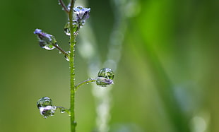 selective focus photography of drops of water on plant