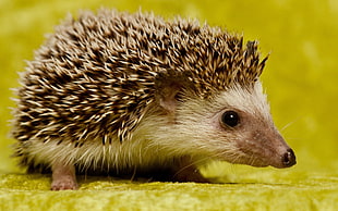focus photo of brown and white hedgehog