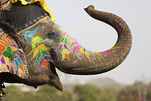 gray elephant covered in paint art