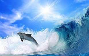dolphin jumping near wave during daytime